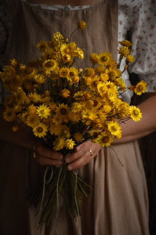 amble and twine dried flowers australia dried paper daisies - sticky everlasting
