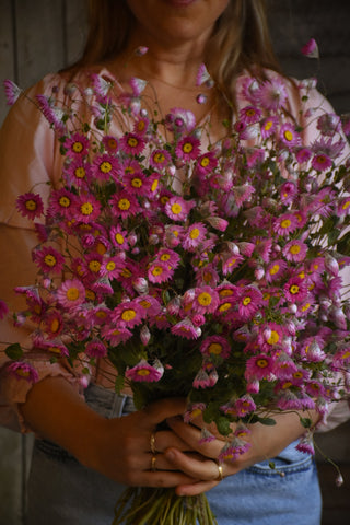 amble and twine dried flowers australia dried paper daisies - pink bells